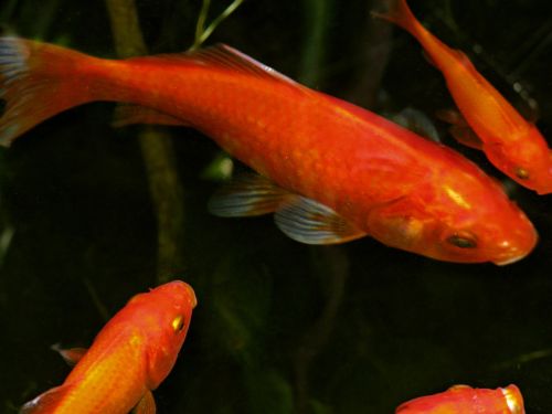 goldfish fish orange