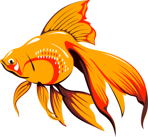 goldfish fish tank