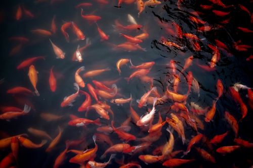 goldfish water pond