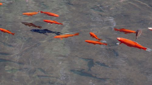 goldfish pond water