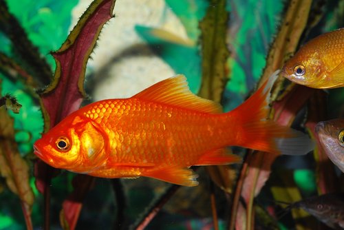 goldfish  red fish  orange