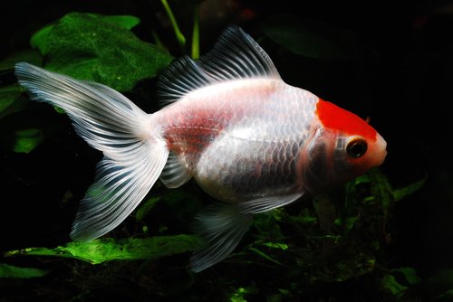goldfish  red fish  fish