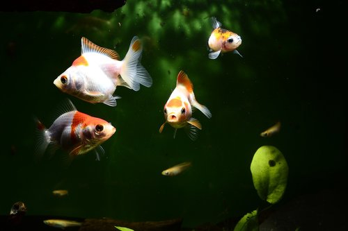 goldfish  fish  aquarium