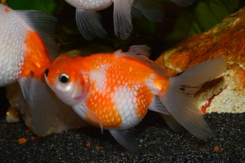 goldfish  flakes of pearl  pearl