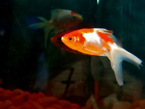 goldfish fish aquarium