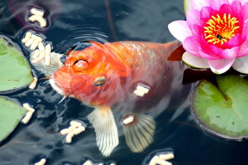 goldfish feeding fish
