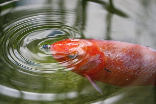 goldfish  fish  waters