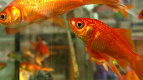 goldfish fish fishbowl