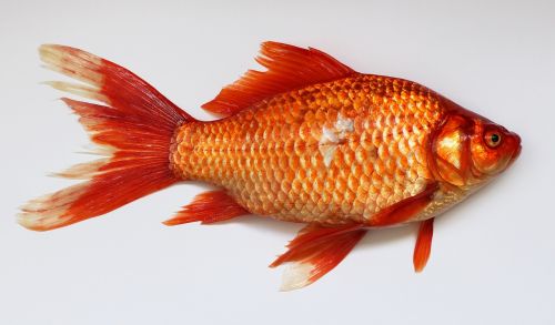 goldfish carassius fish