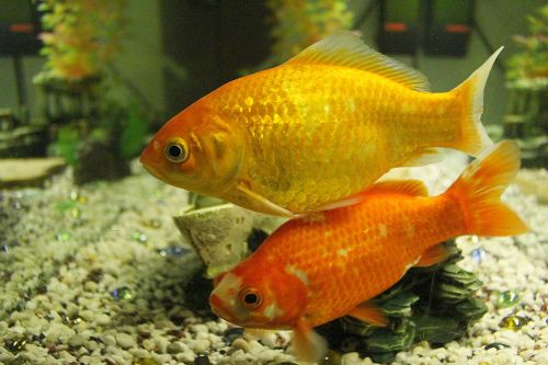 goldfish fish swim