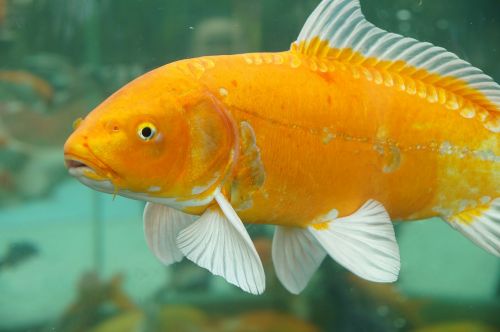 goldfish fish animal