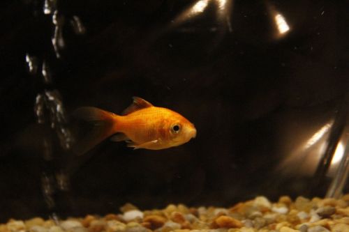 goldfish aquarium tank