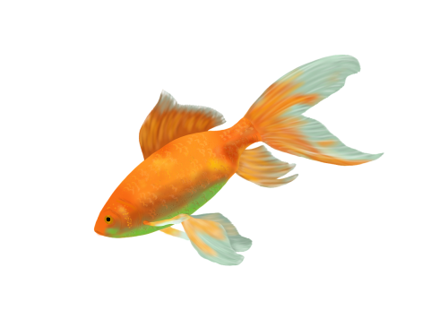 goldfish fish gold