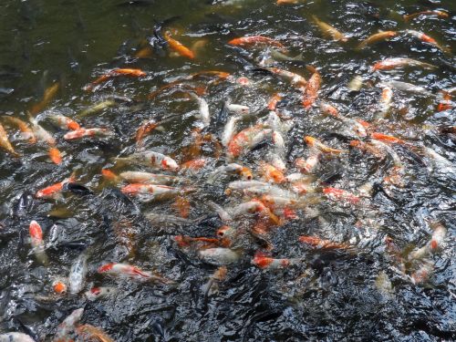 goldfish pond koi