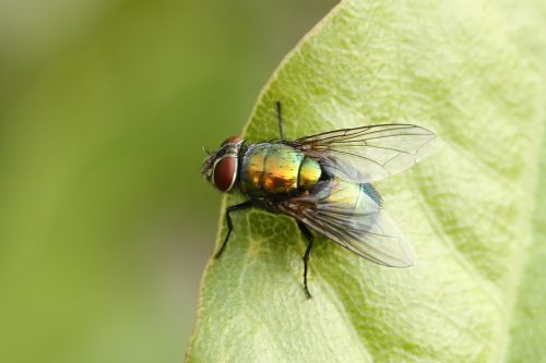 goldfliege lucilia sericata fly