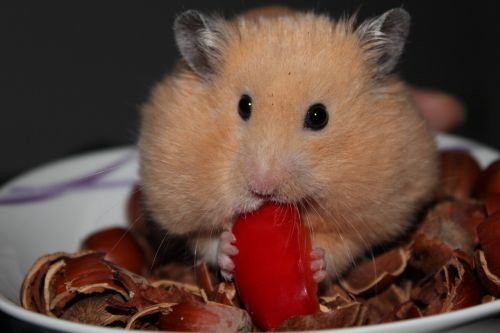 goldhamster hamster animal