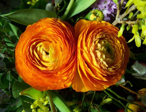 goldilocks orange cut flower