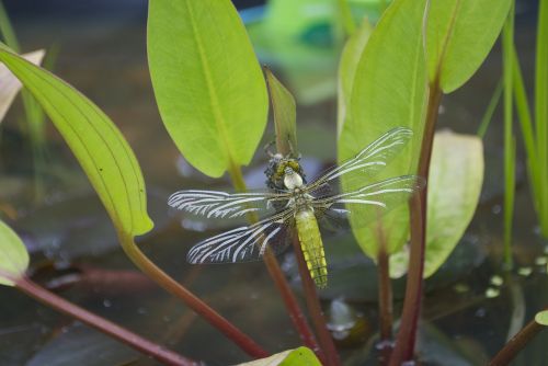 goldsmith dragonfly water