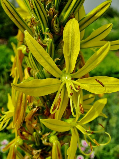 goldwurz  asphodeline lutea  junker lily