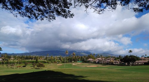 golf course  green  palms