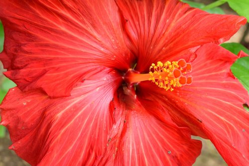 golgotha  flower  petal