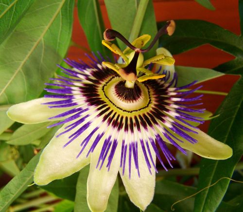 golgotha ​​flower white-blue-purple flower creeping plant
