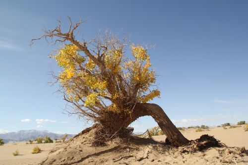 golmud populus desert