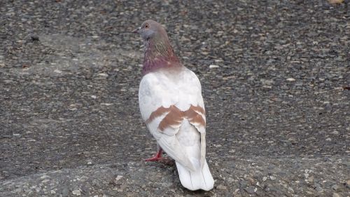 golub bird dove