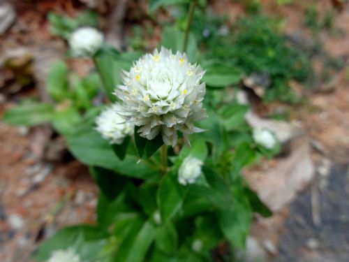 gomphrena flower white