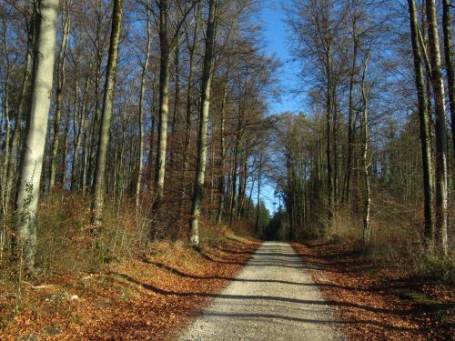 forest path autumn forest gone is the goal