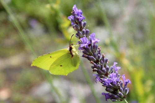 gonepteryx rhamni lavender butterfly