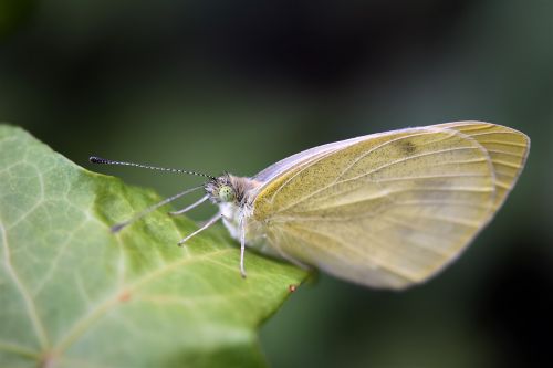 gonepteryx rhamni butterfly insect