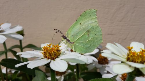 gonepteryx rhamni butterfly zinnias