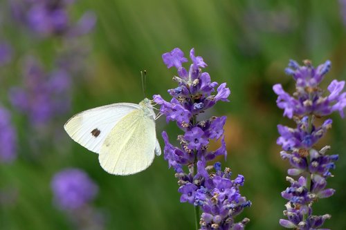 gonepteryx rhamni  butterfly  lavender