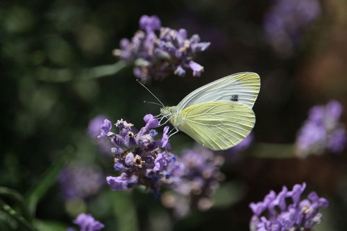 gonepteryx rhamni  lavender  butterfly