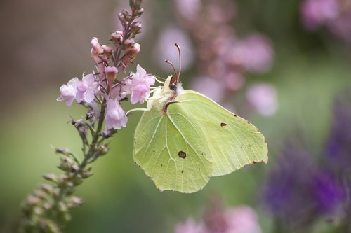 gonepteryx rhamni  butterfly  nectar