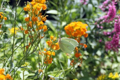 gonepteryx rhamni  butterflies  summer