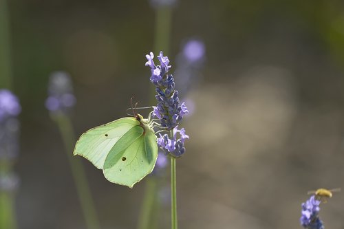 gonepteryx rhamni  butterfly  isolated