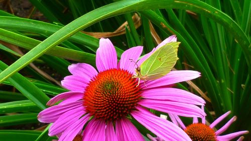 gonepteryx rhamni flower butterfly