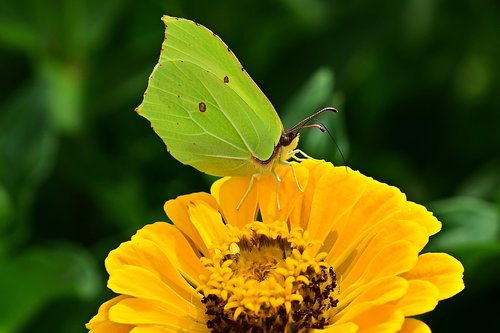 gonepteryx rhamni  butterfly  zinnia