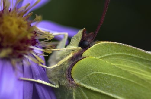 gonepteryx rhamni butterfly autumn