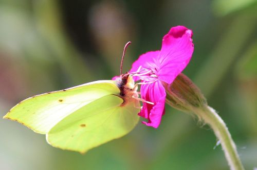 gonepteryx rhamni blossom bloom