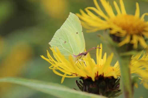 gonepteryx rhamni butterfly green