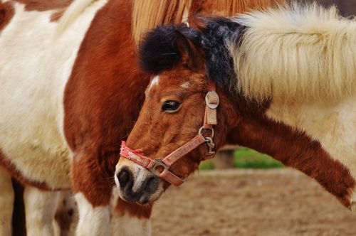 pony animal rescue horses