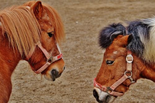 pony animal rescue horses
