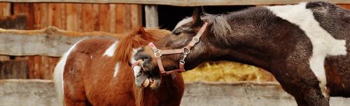 horses pony animal rescue