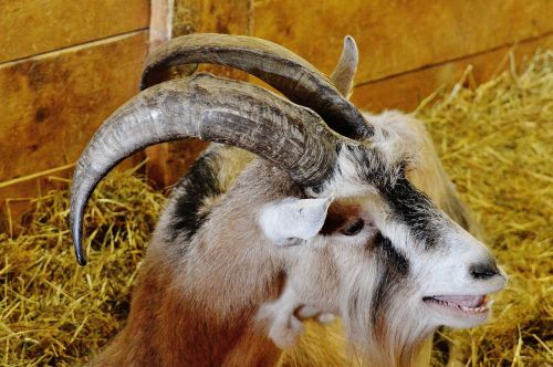 goat animal rescue hoofed animals