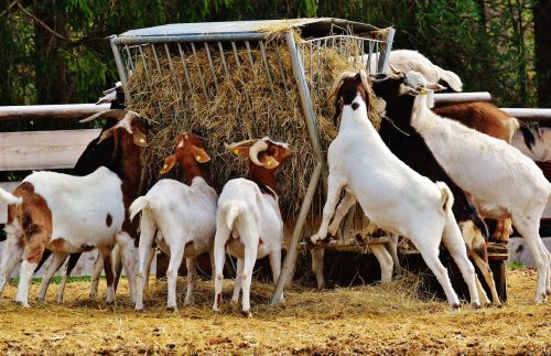 goats animal farm
