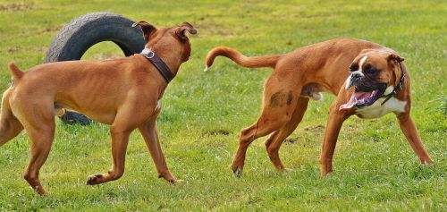 boxer dogs dogs good aiderbichl