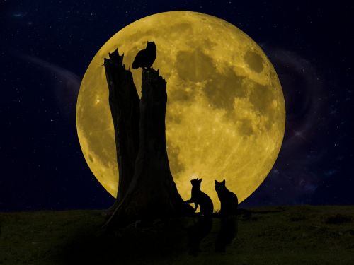 good night moon owl